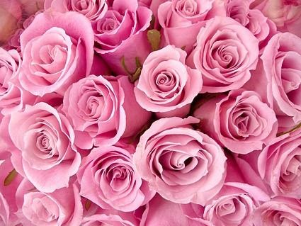 Semillas Rosa Color Rosa Flor Rosa Rosa Divinas! | MercadoLibre Semillas Rosa Color Rosa Flor Rosa Rosa Divinas! | MercadoLibre