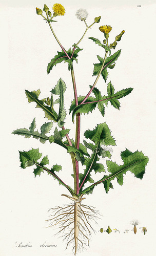 Planta De Cerraja Medicinal (sonchus Oleraceus)