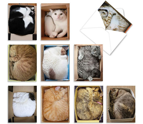 The Best Card Company - 10 Tarjetas De Gato En Blanco Para T