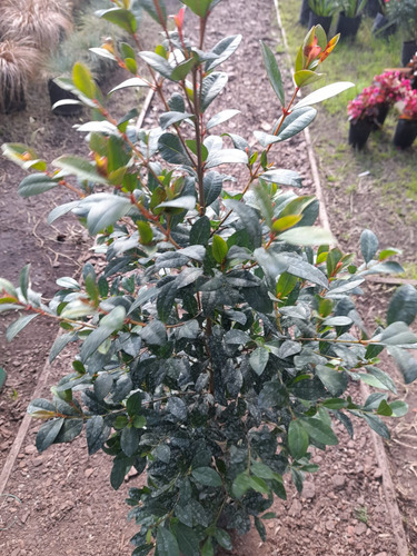Planta Eugenias Ideal Para Cercos O Para Decorar Tu Jardín