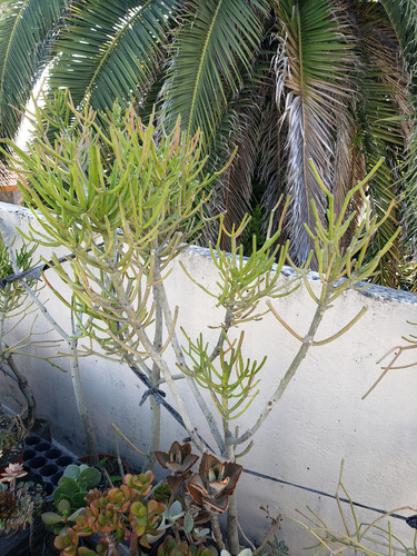 Euphorbia Tirucalli Arbol Sin Hojas. Enorme! Casi Dos Metros