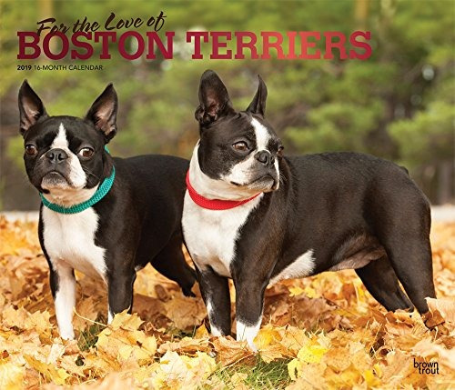 Por El Amor De Boston Terriers 2019 14 X 12 Pulgadas Calenda