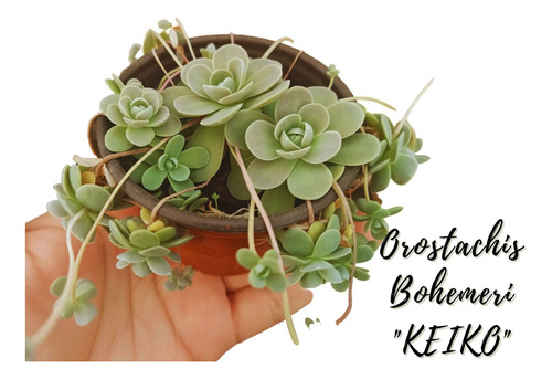 Orostachys Boehmeri Keiko Suculenta Asiatica + Semillas Mix