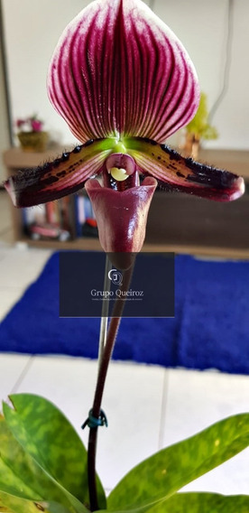Planta Orquídea Sapatinho Adulta Phragmipedium Schroederae## | MercadoLivre