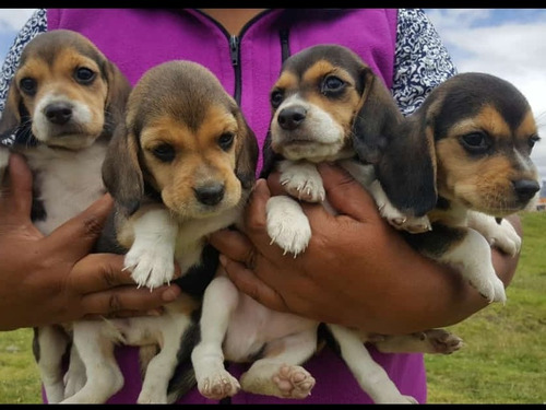 Imagen 1 de 1 de Hermosos Beagle Tricolor Envios Y Entregas A Todo El Pais