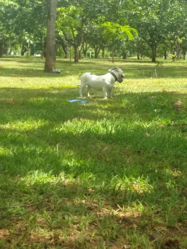 Doação De Cachorro
