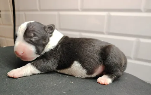 comprar Bull Terrier Cachorros Machos