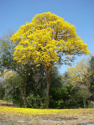 100 Semillas De Guayacán Amarillo - Oro Vegetal