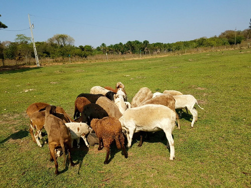 Negócio Turismo Rural Equipado Ou Para Lazer Familiar