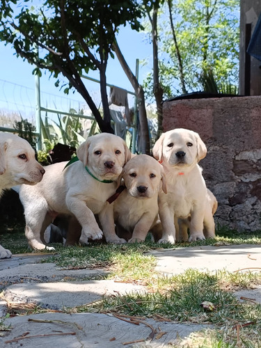 Cachorros Labrador Hembras Y Machos. Nacieron El 20 Febrero