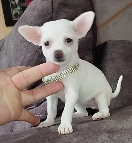 Chihuahua Cachorros Cabeza De Manzana Vip Característico