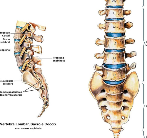 Imagem 9 de 9 de 3 Posters Anatomia 65cmx100cm Muscular Esquelético Coluna
