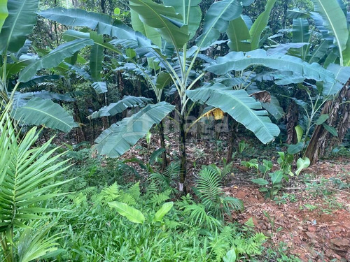 Imagem 14 de 17 de Chácara À Venda No Bairro Moura - Canelinha/sc - 2171c