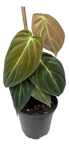 Planta Philodendron Melanochrysum - Folha Aveludada