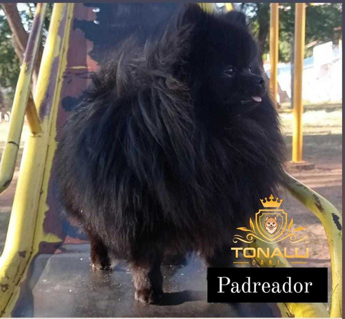 Imagem 1 de 5 de Sptiz Alemao Anão
