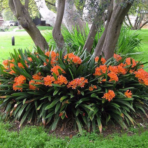 Imagen 5 de 5 de Clivia 3lts