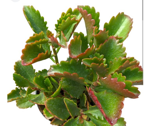 Kalanchoe Sexangularis Suculenta En M12