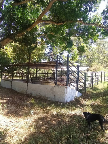 Imagen 22 de 30 de Se Vende Granja Cojedes Att-134 04125067379 04244900499