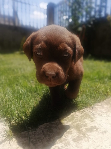 Cachorros Labrador Retriever Chocolate Padres Con Pedigree