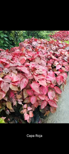Plantas Capa Roja