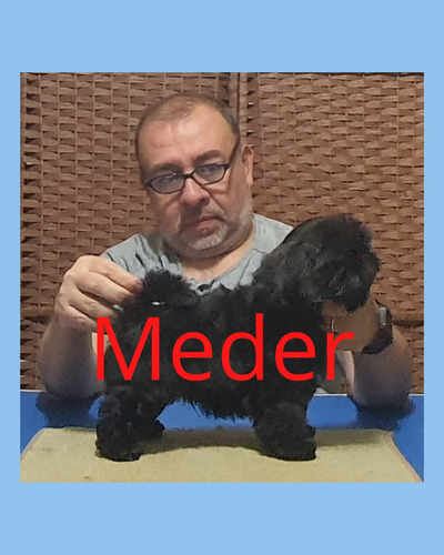 Imagen 2 de 9 de Shih Tzu