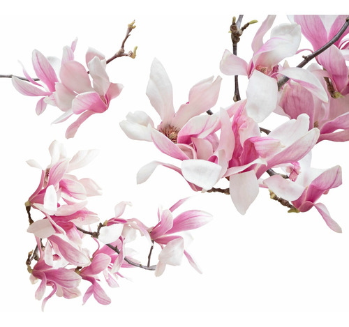 Árbol De Magnolia Japonesa Rosa + Regalo