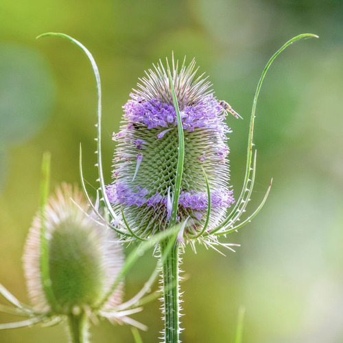 Semillas De Flor Carda De Lana Cardencha Dipsacus Fullonum