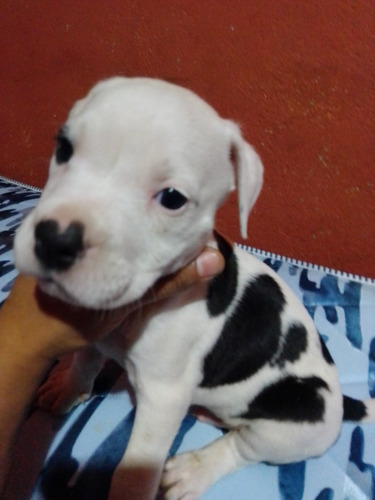 Perritos De Raza Pitbull Se Darán A 600 Cada Uno