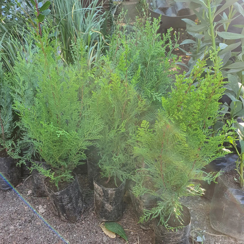 Arbol Cipres De La Cordillera Gratis A Rm No Envio A Region