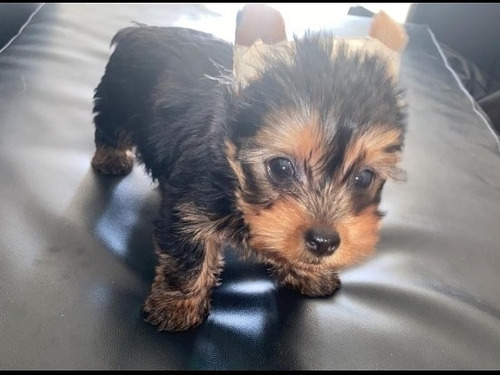 Yorkshire Terrier Tea Cup Maracaibo-zulia