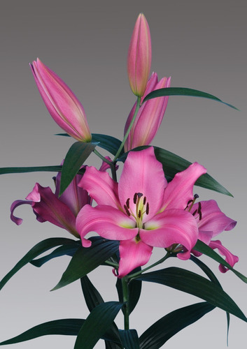 Imagen 6 de 10 de Bulbos De Lilium X1 Bulbo Asiático/oriental Alto/enano Impor