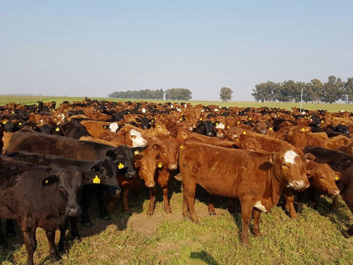 Venta Campo Ganadero En La Zona De Papagayos - San Luis