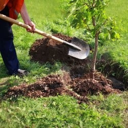 Servicio De Jardinería - Limonero Etc. Caba-gba