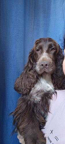 Cocker Spaniel Negro Y Fuego