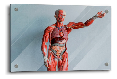 Cuadro De Vidrio Templado Anatomia Del Cuerpo Humano 60x90cm