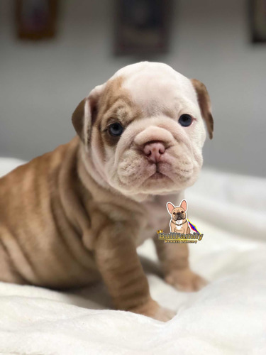 Imagen 2 de 4 de Bulldog Ingles Lilac Fan Hembra