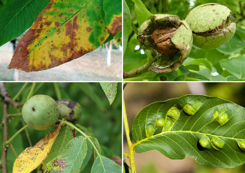 Biocanela Bioinsecticida Bioacaricida Y Biofungicida 1l 12p