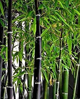 Semillas De Bambú Negras Raras Para Plantar   Más De 50 Semi