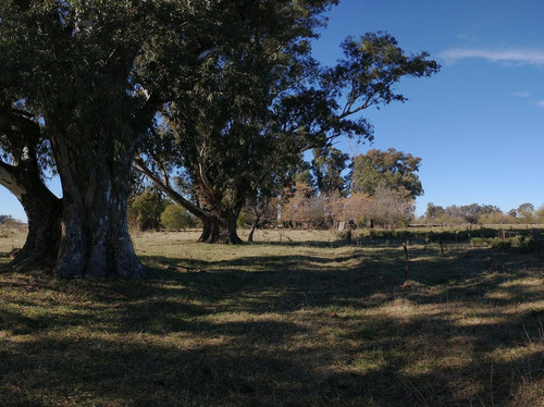 Imagen 9 de 15 de Campo - Zapiola