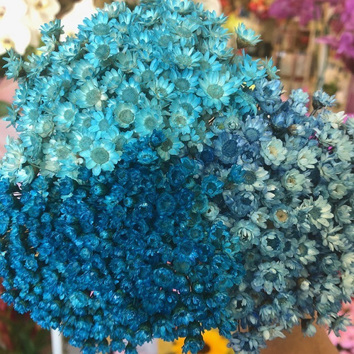 Flores Desidratadas - 3 Florzinha Sempre Viva Tons De Azul | MercadoLivre