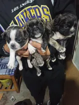 Comprar Bulldog Francés
