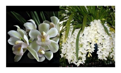 Orquídea Cymbiduim Pendente Ice Cascade Pre Adulta