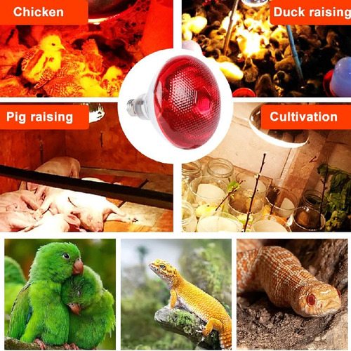 Aquecimento De Lâmpadas De Aquecimento De Aves De 3x 175w Pa