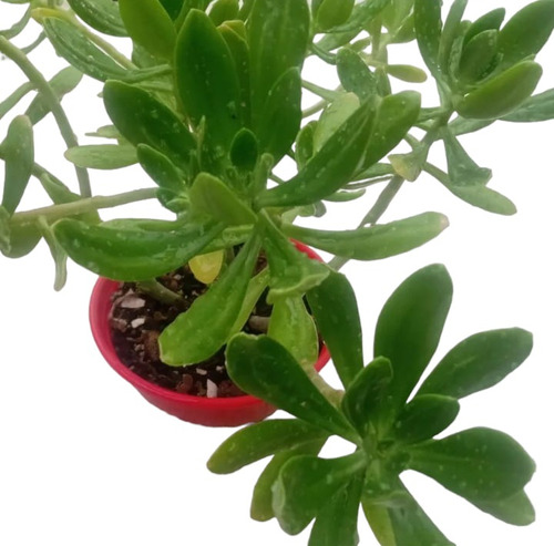 Arbol De Jade (bonsai) 30 Cm Aprox