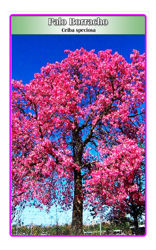 Semillas De Palo Borracho (ceiba Speciosa)