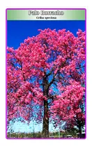 Comprar Semillas De Palo Borracho (ceiba Speciosa)