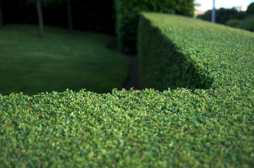 Imagen 3 de 4 de Sobre Para Sembrar 25 Plantas De Ligustrina Cerco Natural