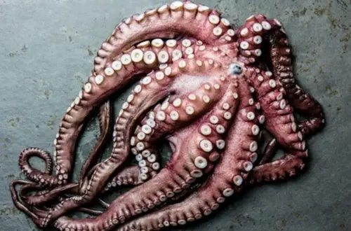 Pulpo 4-6 Libras