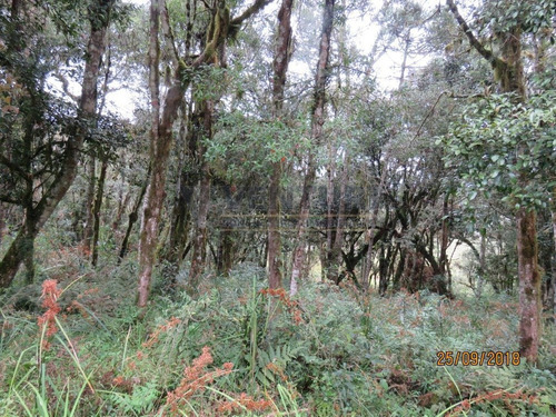Imagem 5 de 15 de Chacara - Campina - Ref: 2046 - V-2046