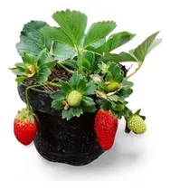 Comprar Fresas Plantas Cultivo